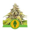 Une image de la Green Gelato Automatic de Royal Queen Seeds, une plante de cannabis florissante avec des bourgeons résineux et un feuillage vert vibrant.