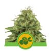 Une image de la Haze Berry Automatic de Royal Queen Seeds, représentant une plante de cannabis vibrante avec des têtes résineuses et des feuilles vertes luxuriantes.