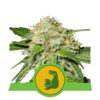 HulkBerry Automatic de Royal Queen Seeds : Découvrez la commodité de l'auto-floraison du cannabis HulkBerry avec les mêmes saveurs puissantes et fruitées, maintenant dans une variété à croissance rapide.