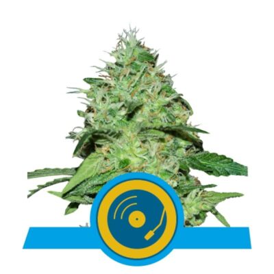 Joannes CBD de Royal Queen Seeds : Découvrez les propriétés apaisantes et relaxantes de cette variété de cannabis riche en CBD. Parfaite pour les amateurs de CBD avec un arôme doux et agréable.
