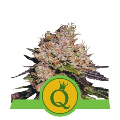 Purple Queen Automatic de Royal Queen Seeds : une variété de cannabis à floraison rapide et aux couleurs magnifiques pour une expérience de consommation envoûtante.