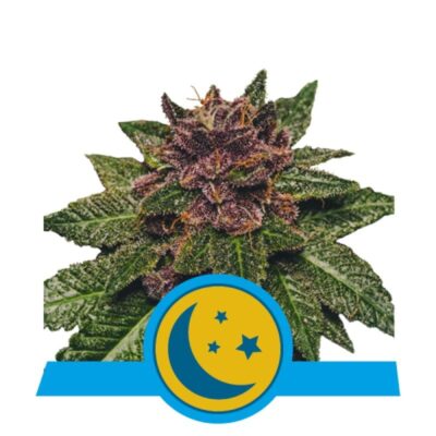 Purplematic CBD de Royal Queen Seeds : une variété de cannabis colorée et équilibrée avec des propriétés riches en CBD pour une expérience relaxante.