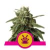 Découvrez les puissantes propriétés de la variété de cannabis Shogun de Royal Queen Seeds, un choix magistral pour les connaisseurs sérieux.