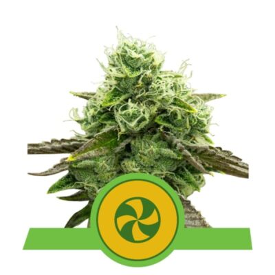 Profitez d'une douce relaxation avec la variété de cannabis Sweet ZZ Automatic de Royal Queen Seeds, une variété à floraison automatique aux arômes appétissants.