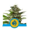 Découvrez le pouvoir calmant de la variété de cannabis Tatanka Pure CBD de Royal Queen Seeds - Un choix riche en CBD pour le bien-être.