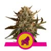 Une image de la variété de cannabis Mother Gorilla de Royal Queen Seeds, célèbre pour ses effets puissants et présentant ses feuilles vertes luxuriantes et ses bourgeons recouverts de résine.