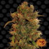 8 Ball Kush est une plante de cannabis avec des feuilles vertes luxuriantes et des sommités résineuses. C'est une variété populaire à dominante indica, caractérisée par des arômes terreux et épicés.