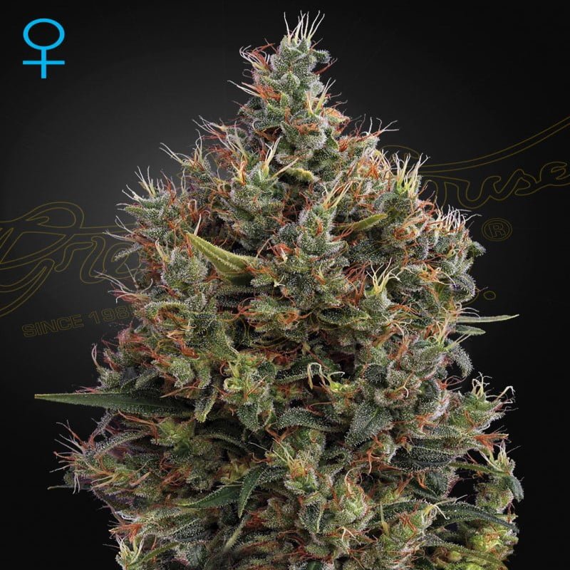 Big Bang Autoflower - Une variété de cannabis autofloraison remarquable avec une croissance vigoureuse et des rendements élevés. Découvrez la croissance et la floraison explosives de Big Bang Autoflower pour une expérience de culture satisfaisante et aisée.