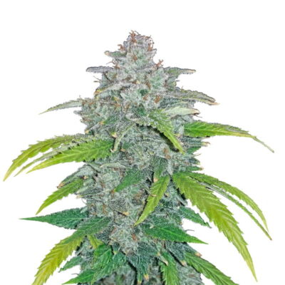 Blue Dream 'Matic Auto - Une variété de cannabis à floraison automatique avec la génétique populaire de Blue Dream. Découvrez la facilité de la floraison automatique et les caractéristiques distinctives de Blue Dream.