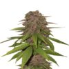 C4 Auto de Fast Buds - Une variété de cannabis autofloraison explosive. Découvrez la croissance puissante et les caractéristiques uniques de C4 Auto.