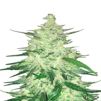 CBD Crack Auto van Fast Buds - Une variété de cannabis autoflorissante avec des propriétés riches en CBD. Profitez des bienfaits médicinaux de CBD Crack Auto.
