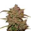 Crystal Meth Auto van Fast Buds - Une variété de cannabis autofloraison avec une puissance cristalline. Découvrez les caractéristiques uniques de Crystal Meth Auto.