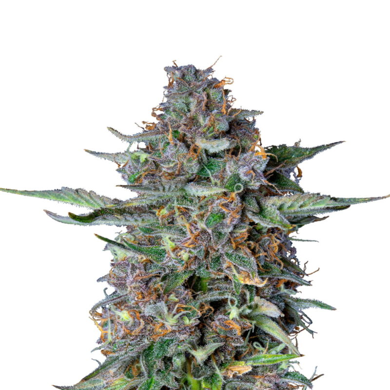 Do-si-dos Automatic - Une variété de cannabis autoflorissante avec le goût riche du Do-si-dos. Profitez d'une culture facile et d'excellentes propriétés.