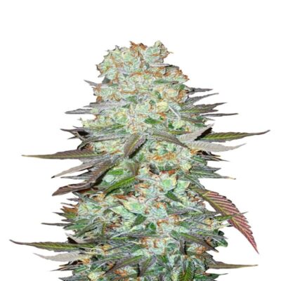Image en gros plan de G14 Auto, une variété de Fast Buds, avec des bourgeons recouverts de résine et des feuilles vertes saines dans un environnement de culture d'intérieur florissant.