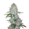 Une image de la Gorilla Glue Auto de Fast Buds, montrant une plante de cannabis florissante avec des bourgeons résineux et des feuilles vertes luxuriantes.