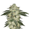 Une image de la Green Crack Auto de Fast Buds, une plante de cannabis florissante avec des bourgeons résineux et des feuilles vertes luxuriantes.