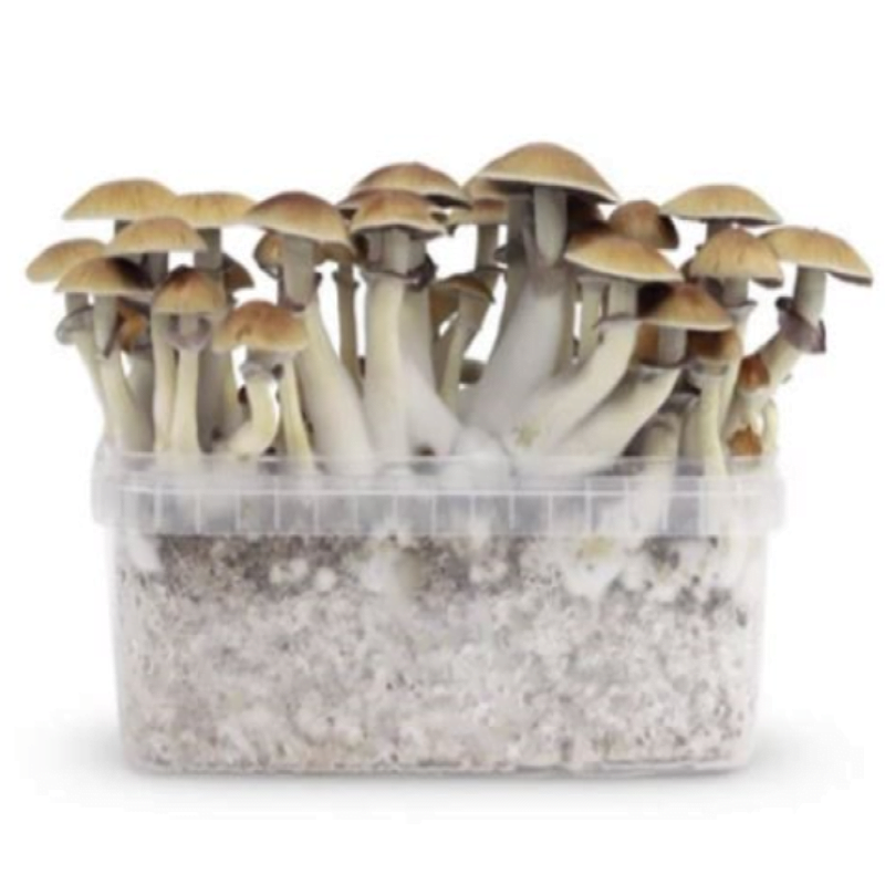 Kit de culture de champignons B+ : cultivez votre propre lot de champignons B+ puissants à l'aide de ce kit de culture tout-en-un et facile à utiliser.