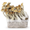 Image d'un kit de culture de champignons magiques Mckennaii, un kit conçu pour la culture de champignons psychédéliques, présentant les composants du kit et son potentiel pour la culture de champignons.