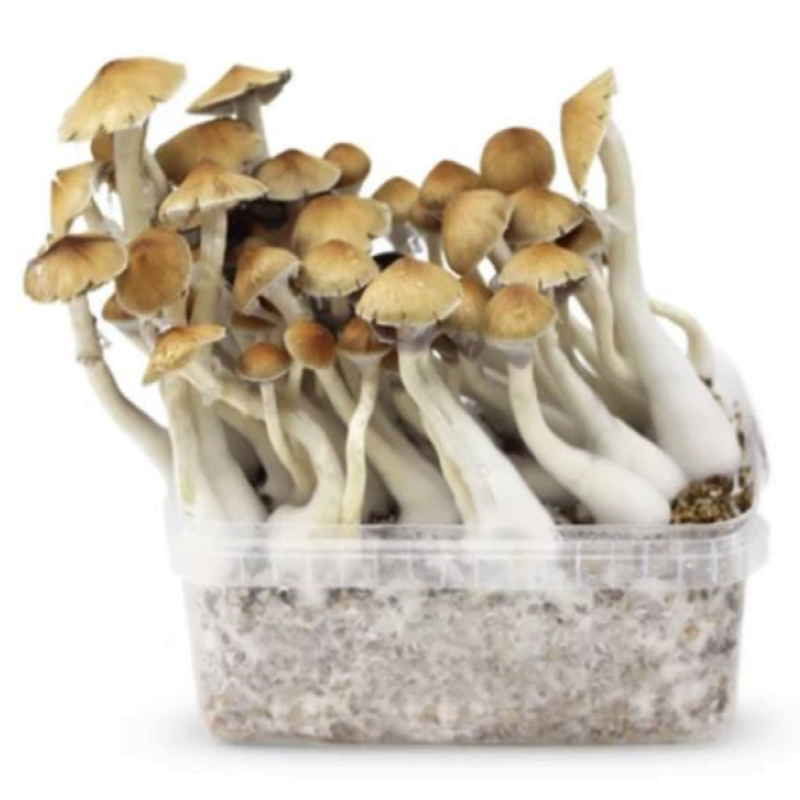 Image d'un kit de culture de champignons magiques Mckennaii, un kit conçu pour la culture de champignons psychédéliques, présentant les composants du kit et son potentiel pour la culture de champignons.