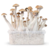 Un kit de culture Paddo de champignons de Treasure Coast, un kit complet pour la culture des champignons à psilocybine, avec un accent sur les composants du kit et le potentiel pour la culture des champignons.
