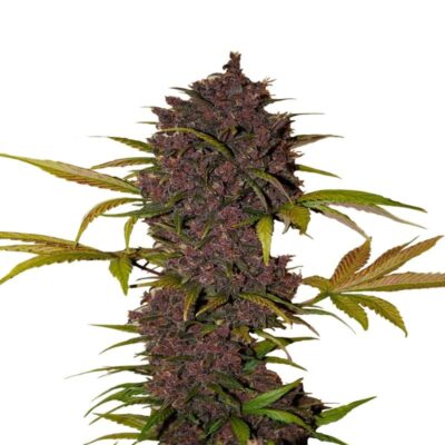 Image de la LSD 25 Auto de Fast Buds, une plante de cannabis vibrante avec des bourgeons résineux et des feuilles vertes saines.