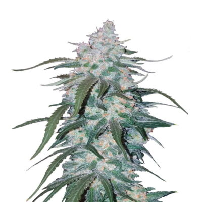 Une image montrant la variété de cannabis Pineapple Express Auto de Fast Buds, mettant en évidence son feuillage vert sain et sa génétique vibrante inspirée de l'ananas pour la commodité de l'autofloraison.