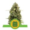 Diesel Automatic van Royal Queen Seeds - Une variété de cannabis autoflorissante avec les arômes caractéristiques de Diesel. Découvrez la facilité et la puissance de Diesel Automatic.