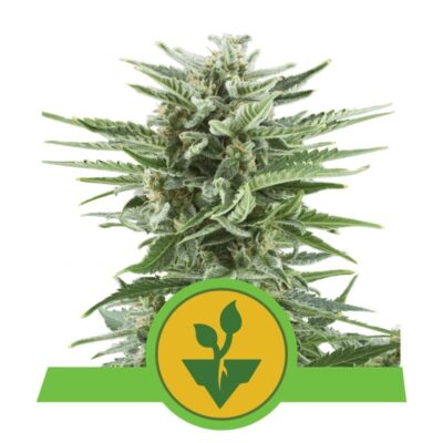 Easy Bud de Royal Queen Seeds - Une variété de cannabis facile à cultiver avec d'excellents résultats. Découvrez la culture sans effort d'Easy Bud.