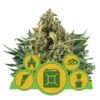 Graines de cannabis Autofloraison Mix - Ce mélange propose une variété de plantes de cannabis uniques et faciles à cultiver, chacune avec ses propres caractéristiques et profils de saveurs. Idéal pour les cultivateurs en quête de diversité et de simplicité dans leur culture.