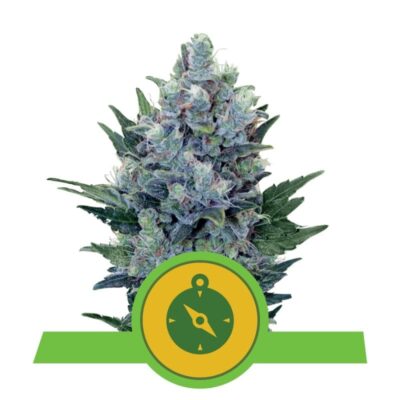 Une image de Northern Light Automatic de Royal Queen Seeds, une variété de cannabis à autofloraison connue pour sa génétique Northern Lights et sa croissance compacte, avec des feuilles vertes luxuriantes et des têtes résineuses.