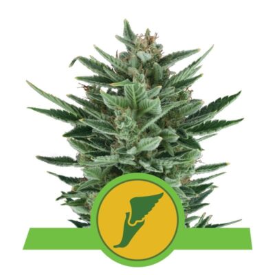 Image en gros plan d'une plante de cannabis Quick One à autofloraison de Royal Queen Seeds, avec des feuilles vertes luxuriantes et une structure compacte.