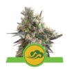 La Royal Bluematic de Royal Queen Seeds : une variété de cannabis à autofloraison de premier plan, célèbre pour sa génétique de type myrtille et ses qualités exceptionnelles.