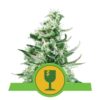 La Royal Critical Automatic de Royal Queen Seeds : une variété de cannabis autofloraison d'élite célébrée pour sa génétique critique et ses caractéristiques remarquables.