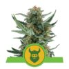 La Royal Dwarf de Royal Queen Seeds : une variété de cannabis compacte et polyvalente, appréciée pour sa petite taille et ses qualités puissantes.