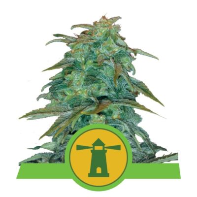 La Royal Haze Automatic de Royal Queen Seeds : une variété de cannabis à autofloraison de premier plan, célèbre pour sa génétique royale et ses qualités exceptionnelles.