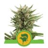 Découvrez les arômes enchanteurs de la variété de cannabis Sweet Skunk Automatic de Royal Queen Seeds, une variété à autofloraison avec une touche sucrée.