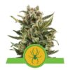 La White Widow Automatic : une variété autofleurissante avec la puissance de la White Widow. Facile à cultiver et à floraison rapide pour un cannabis merveilleux.