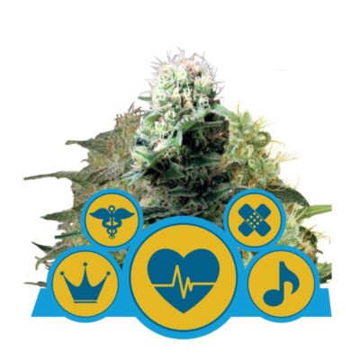 CBD Mix van Royal Queen Seeds - Une collection diversifiée de variétés de cannabis riches en CBD pour une expérience équilibrée et raffinée.