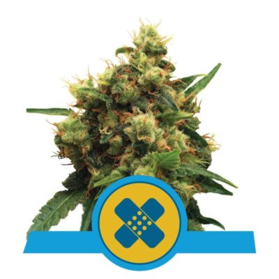 Une image montrant la Painkiller XL, une variété de cannabis de Royal Queen Seeds, connue pour ses propriétés thérapeutiques, montrant des feuilles vertes luxuriantes et des bourgeons résineux.