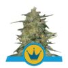 La variété Royal Highness de Royal Queen Seeds : une variété de cannabis distinguée, reconnue pour sa génétique royale et ses qualités uniques.