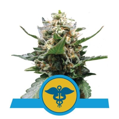 La Royal Medic de Royal Queen Seeds : une variété de cannabis thérapeutique célébrée pour ses propriétés médicinales et sa génétique de première qualité.