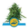 Image présentant Solomatic CBD de Royal Queen Seeds, une variété de cannabis riche en CBD appréciée pour ses propriétés thérapeutiques potentielles et sa faible teneur en THC.