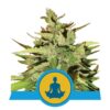Réduisez votre stress avec la variété de cannabis Stress Killer Automatic de Royal Queen Seeds, une option relaxante à floraison automatique.