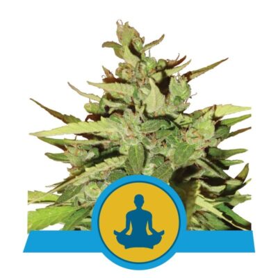 Réduisez votre stress avec la variété de cannabis Stress Killer Automatic de Royal Queen Seeds, une option relaxante à floraison automatique.