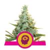 Amnesia Mac Ganja est une variété de cannabis reconnue pour ses têtes denses et résineuses, accompagnées d'un mélange d'arômes saisissant. Elle est réputée pour ses puissants effets cérébraux et est appréciée par les amateurs de cannabis.