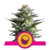 Amnesia Haze de Royal Queen Seeds, une variété de cannabis à dominance sativa puissante et aromatique. Découvrez le mélange unique d'arômes d'agrumes et d'effets euphoriques.