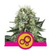 Bubble Kush - Une variété de cannabis renommée pour son arôme envoûtant et ses effets relaxants. Découvrez les propriétés uniques de la Bubble Kush pour une expérience agréable.