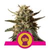 Bubblegum XL - Une variété de cannabis savoureuse avec des arômes sucrés rappelant la bubblegum. Découvrez les caractéristiques uniques de Bubblegum XL pour une expérience agréable.