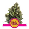Candy Kush Express de Royal Queen Seeds - Une variété de cannabis à floraison rapide avec des arômes sucrés et épicés. Profitez de l'expérience unique de Candy Kush Express.