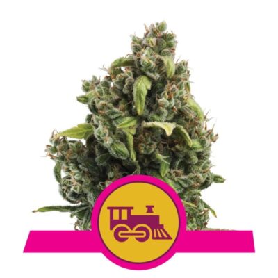 Candy Kush Express de Royal Queen Seeds - Une variété de cannabis à floraison rapide avec des arômes sucrés et épicés. Profitez de l'expérience unique de Candy Kush Express.